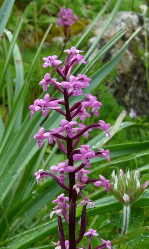 Reg. SICILIA Prov. Messina 27-04-2013