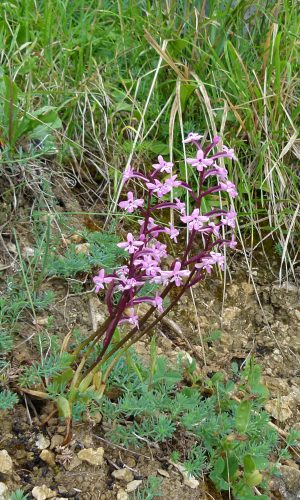 Reg. SICILIA Prov. Messina 27-04-2013