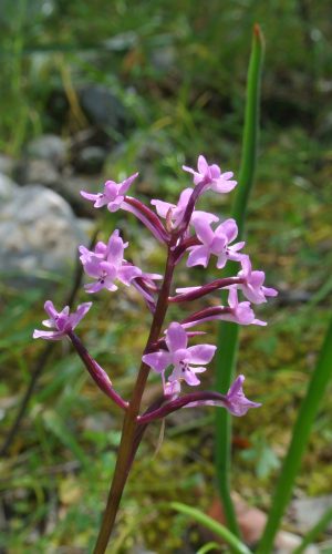 Reg. SARDEGNA Prov. Nuoro 26-04-2014