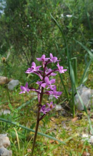 Reg. SARDEGNA Prov. Nuoro 26-04-2014
