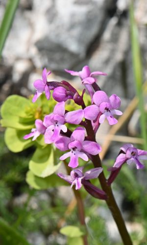 Reg. CALABRIA Prov. Reggio Calabria 28-04-2023