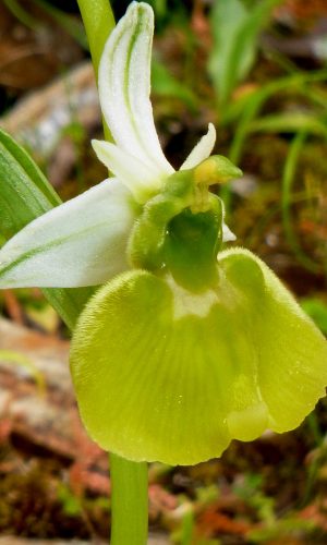 Esemplare albiflora Reg. SARDEGNA Prov. Sud Sardegna 19-04-2023
