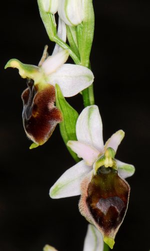 Reg. TOSCANA Prov. Livorno 20-05-2011