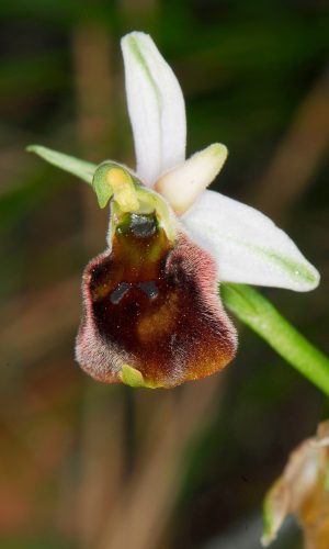 Reg. TOSCANA Prov. Livorno 20-05-2011