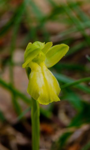 Esemplare albiflora Reg. LIGURIA Prov. Imperia 11-04-2015