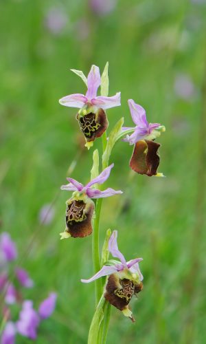 Reg. ABRUZZO Prov. Chieti 13-06-2016