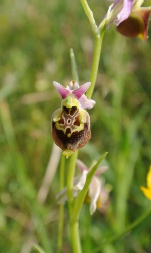Reg. ABRUZZO Prov. Chieti 01-06-2017