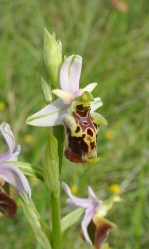 Reg. ABRUZZO Prov. Chieti 01-06-2017
