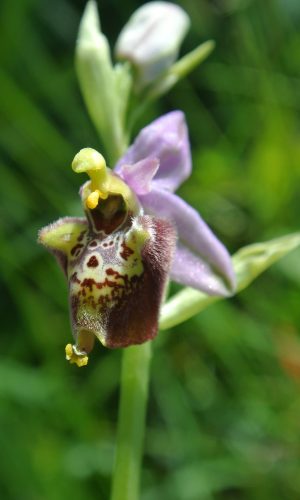 Reg. ABRUZZO Prov. Chieti 04-06-2017