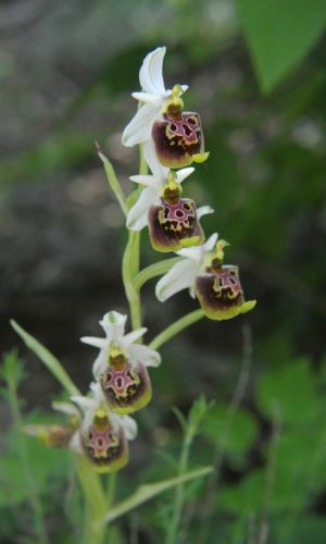 Reg. ABRUZZO Prov. Chieti 31-05-2018