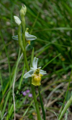 Esemplare albiflora Reg. LIGURIA Prov. Savona 09-05-2020