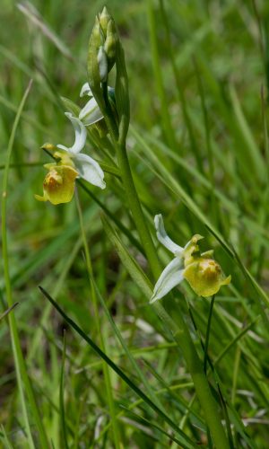 Esemplare albiflora Reg. LIGURIA Prov. Savona 09-05-2020