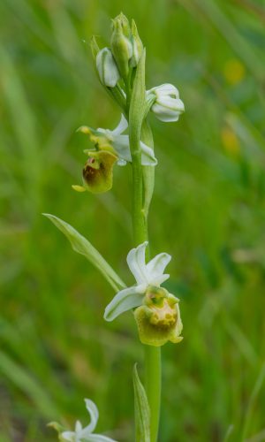 Esemplare albiflora Reg. LIGURIA Prov. Savona 23-05-2021