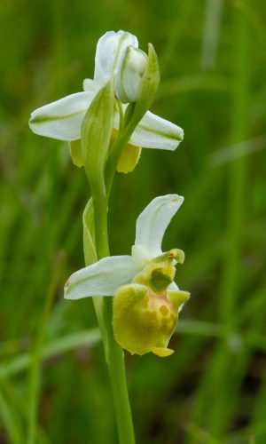 Esemplare albiflora Reg. LIGURIA Prov. Savona 23-05-2021