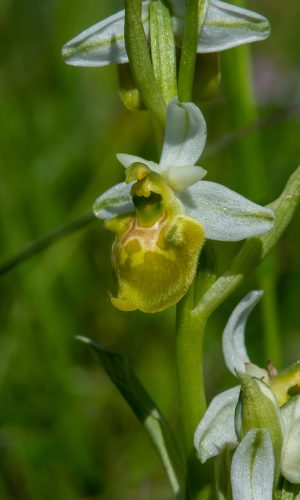 Esemplare albiflora Reg. LIGURIA Prov. Savona 14-05-2023