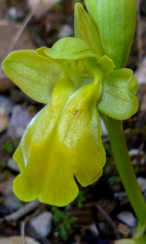 Esemplare albiflora Reg. SARDEGNA Prov. Sud Sardegna 24-03-2021