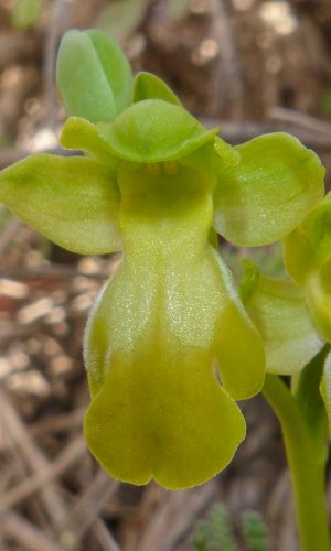 Esemplare albiflora Reg. SARDEGNA Prov. Sud Sardegna 25-03-2022