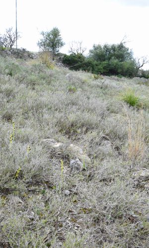 Biotopo Reg. SICILIA Prov. Ragusa 05-03-2023