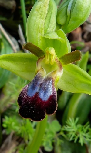 Reg. PUGLIA Prov. Foggia 15-03-2013