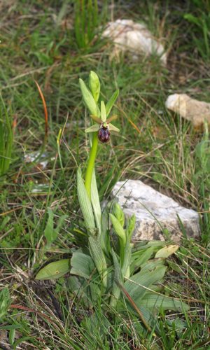 Reg. BASILICATA Prov. Matera 26-03-2015