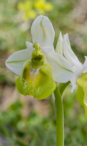 Esemplare albiflora Reg. SICILIA Prov. Ragusa 04-04-2016