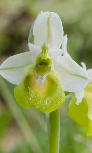 Esemplare albiflora Reg. SICILIA Prov. Ragusa 04-04-2016