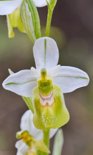 Esemplare albiflora Reg. SICILIA Prov. Ragusa 25-03-2023