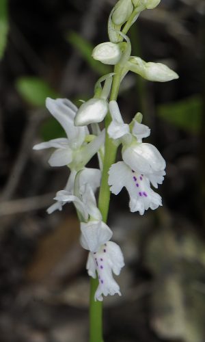 Esemplare albiflora Reg. SARDEGNA Prov. Nuoro 20-04-2012