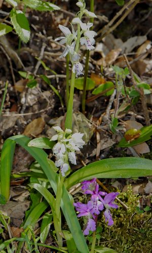 Esemplari albiflora Reg. SARDEGNA Prov. Nuoro 20-04-2012