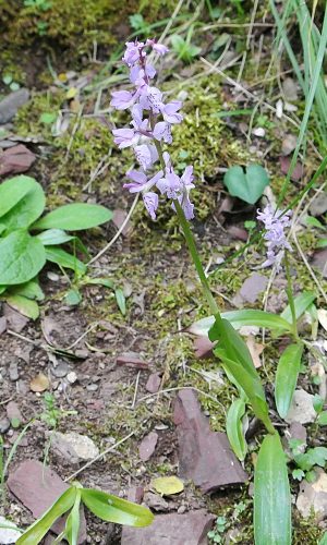 Reg. SARDEGNA Prov. Sud Sardegna 22-04-2014
