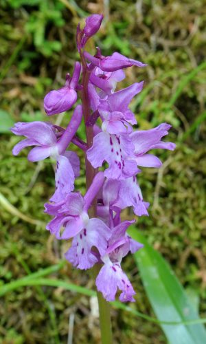 Reg. SARDEGNA Prov. Sud Sardegna 22-04-2014