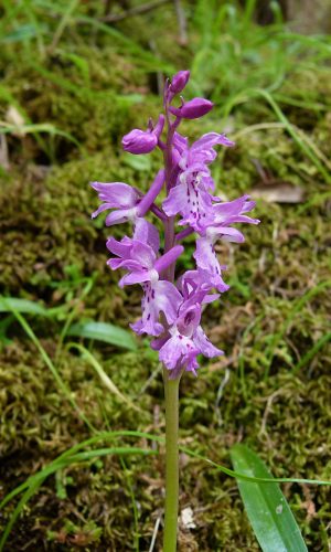 Reg. SARDEGNA Prov. Sud Sardegna 22-04-2014