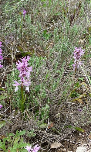 Reg. SARDEGNA Prov. Sud Sardegna 22-04-2014