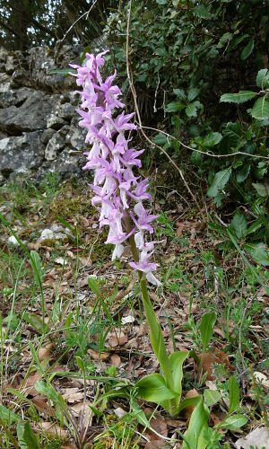 Reg. SARDEGNA Prov. Nuoro 25-04-2014