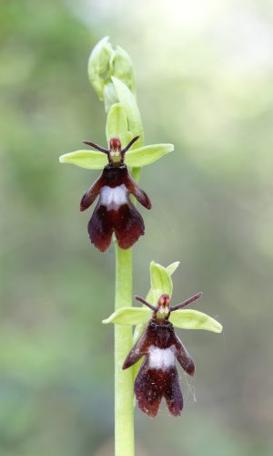 Reg. VENETO Prov. Verona 13-04-2024