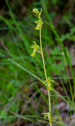 Esemplare albiflora Reg. LIGURIA Prov. Savona 14-05-2023