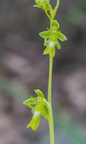 Esemplare albiflora Reg. LIGURIA Prov. Savona 14-05-2023