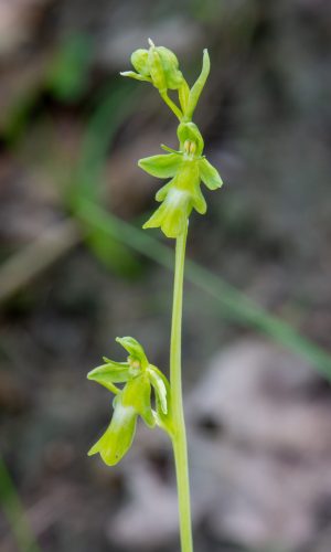 Esemplare albiflora Reg. LIGURIA Prov. Savona 14-05-2023