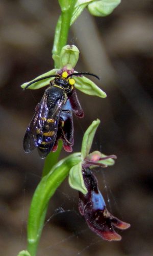 Impollinazione Reg. BASILICATA Prov. Potenza 06-05-2018
