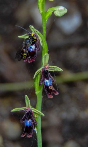 Impollinazione Reg. BASILICATA Prov. Potenza 06-05-2018