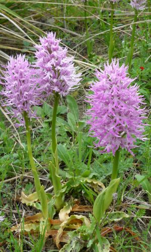 Reg. SICILIA Prov. Ragusa 24-04-2013