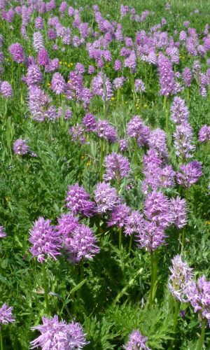 Reg. SICILIA Prov. Ragusa 27-04-2013