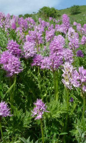 Reg. SICILIA Prov. Ragusa 27-04-2013