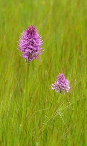 Reg. SICILIA Prov. Ragusa 02-04-2016