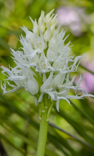 Esemplare albiflora Reg. SICILIA Prov. Ragusa 03-04-2016