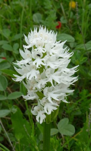 Esemplare albiflora Reg. SICILIA Prov. Ragusa 24-04-2013