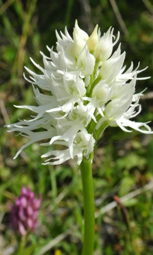 Esemplare albiflora Reg. SICILIA Prov. Ragusa 03-04-2016