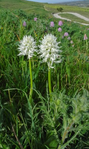 Esemplari albiflora Reg. SICILIA Prov. Trapani 05-04-2016