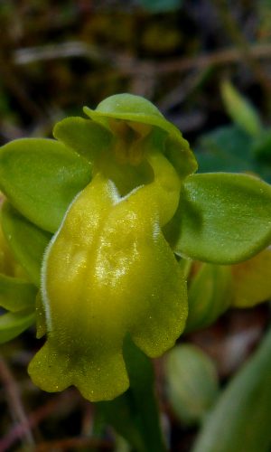 Esemplare albiflora Reg. SARDEGNA Prov. Sud Sardegna 27-04-2018