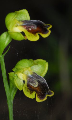 Reg. SARDEGNA Prov. Oristano 21-04-2012